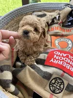 Spencer, a male Poodle - Toy  for sale in Houston, TX – 1 of 10