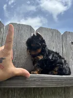  Tcup Everleigh  , a female Yorkshire Terrier for sale in Houston, TX – 6 of 10