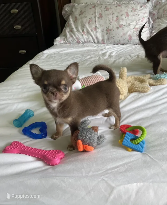 AKC Benedict  – Chihuahua puppy for sale in Houston, TX