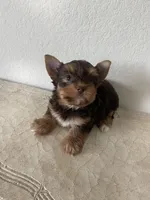 Chocolate , a male Yorkshire Terrier for sale in Houston, TX – 6 of 6