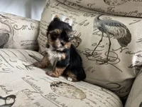 Prince , a male Yorkshire Terrier for sale in Houston, TX – 1 of 3