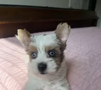 Blue eyes , a female Yorkshire Terrier for sale in Houston, TX – 9 of 10