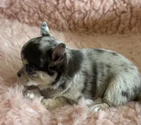 AKC Piano, a female Chihuahua for sale in Houston, TX – 2 of 5