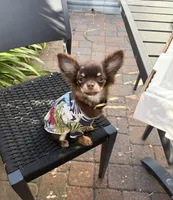 AKC Manolo , a male Chihuahua for sale in Houston, TX – 9 of 10