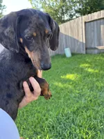 Dapple , a male Miniature Dachshund for sale in Houston, TX – 2 of 10