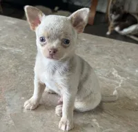 AKC Merle, a male Chihuahua for sale in Houston, TX – 2 of 9