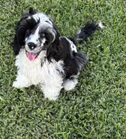 Bridge , a male Cockapoo for sale in Houston, TX – 7 of 10
