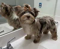 Calista , a female Yorkshire Terrier for sale in Houston, TX – 3 of 9