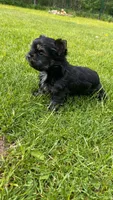 Tcup Import, a female Yorkshire Terrier for sale in Houston, TX – 5 of 10