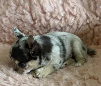 AKC Piano, a female Chihuahua for sale in Houston, TX – 4 of 5