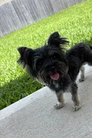 Tcup Import, a female Yorkshire Terrier for sale in Houston, TX – 4 of 10