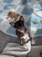 AKC Benedict , a male Chihuahua for sale in Houston, TX – 9 of 10