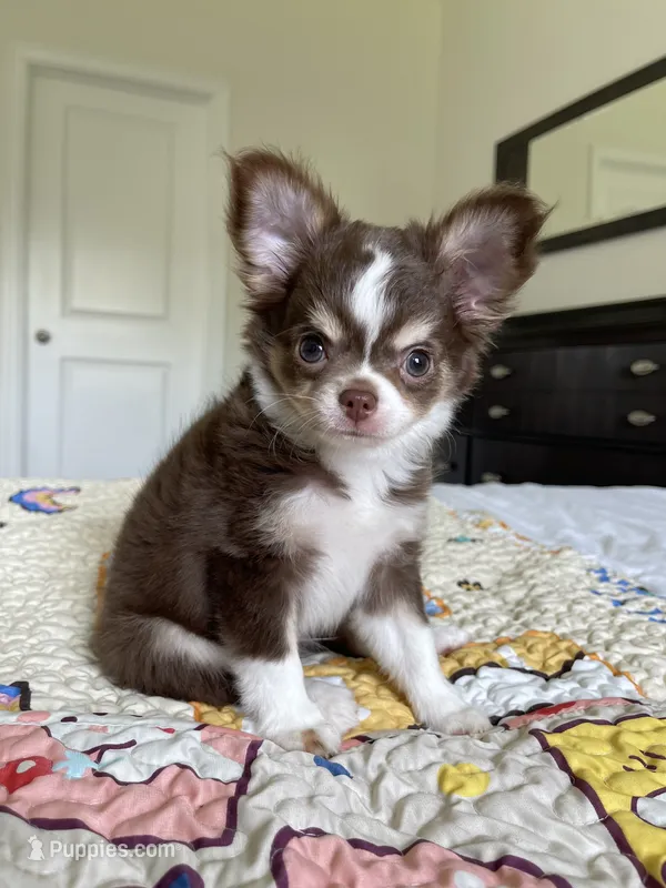 AKC Windsor  – Chihuahua puppy for sale in Houston, TX