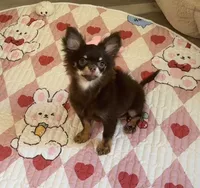 AKC Chocolate , a male Chihuahua for sale in Houston, TX – 5 of 10