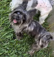 Merle , a female Yorkshire Terrier for sale in Houston, TX – 8 of 10