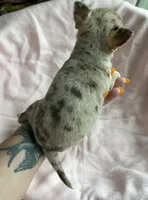 AKC Apple Head , a female Chihuahua for sale in Houston, TX – 9 of 10