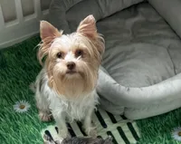 White Chocolate , a female Yorkshire Terrier for sale in Houston, TX – 5 of 6