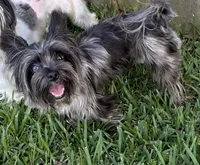 Merle , a female Yorkshire Terrier for sale in Houston, TX – 7 of 10