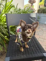 AKC Manolo , a male Chihuahua for sale in Houston, TX – 4 of 10