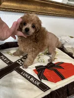 Sebastian , a male Poodle - Toy  for sale in Houston, TX – 4 of 9