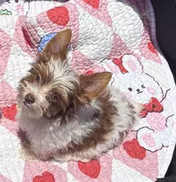 Akc Chocolate & White, a male Yorkshire Terrier for sale in Houston, TX – 8 of 10