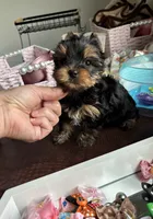 Gucci , a male Yorkshire Terrier for sale in Houston, TX – 2 of 4