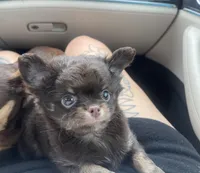 AKC Apple head, a male Chihuahua for sale in Houston, TX – 6 of 10