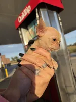 AKC Micro Pocket Pup , a female Chihuahua for sale in Houston, TX – 10 of 10