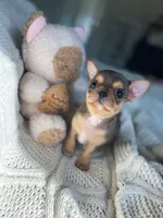 AKC Merle , a male Chihuahua for sale in Houston, TX – 6 of 10