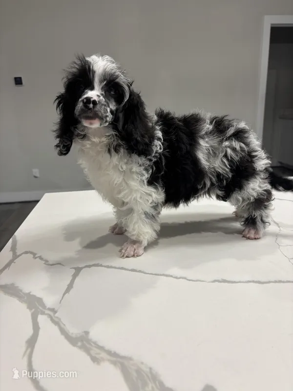 Merle  – Poodle - Toy  puppy for sale in Houston, TX
