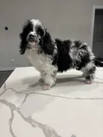 Merle , a male Poodle - Toy  for sale in Houston, TX – Photo 1 of 9