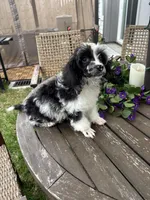 Merle , a male Poodle - Toy  for sale in Houston, TX – Photo 3 of 9