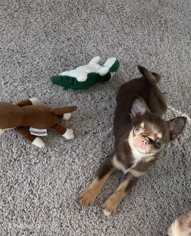 AKC Benedict  – Chihuahua puppy for sale in Houston, TX