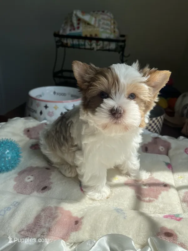 Denali – Yorkshire Terrier puppy for sale in Houston, TX