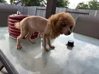 Red, a male Poodle - Toy  for sale in Houston, TX – 3 of 10