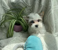 Blue Eyed Diamond , a female Yorkshire Terrier for sale in Houston, TX – 3 of 6