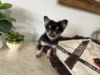 AKC Applehead, a male Chihuahua for sale in Houston, TX – 1 of 10