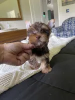 AKC Chocolate , a male Yorkshire Terrier for sale in Houston, TX – 3 of 7