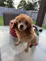 Red, a male Poodle - Toy  for sale in Houston, TX – 5 of 10
