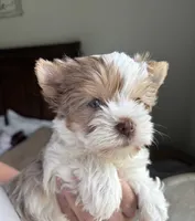 Denali, a male Yorkshire Terrier for sale in Houston, TX – 5 of 10