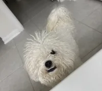 Lily , a female Bichon Frise for sale in Houston, TX – 7 of 7