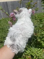 Diamond, a female Yorkshire Terrier for sale in Houston, TX – 5 of 10