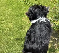 AKC Boston , a male Yorkshire Terrier for sale in Houston, TX – 2 of 10