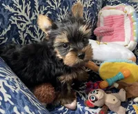 AKC Marcelo , a male Yorkshire Terrier for sale in Houston, TX – 3 of 10