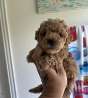 Spencer, a male Poodle - Toy  for sale in Houston, TX – 5 of 10