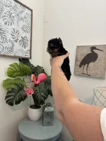  Tcup Everleigh  , a female Yorkshire Terrier for sale in Houston, TX – 2 of 10