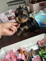 Gucci , a male Yorkshire Terrier for sale in Houston, TX – 3 of 4