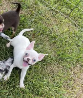 Blu , a male Chihuahua for sale in Houston, TX – 6 of 9