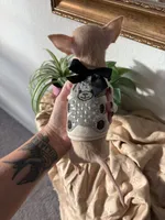 Full AKC Micro Apple head, a female Chihuahua for sale in Houston, TX – 10 of 10
