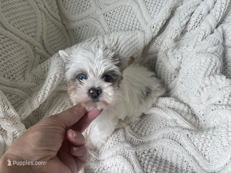 Diamond  – Yorkshire Terrier puppy for sale in Houston, TX
